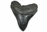 Serrated, Fossil Megalodon Tooth - South Carolina #362238-1